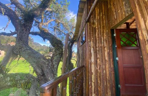 Sesquile House | Casa del árbol Amadeus Guatavita