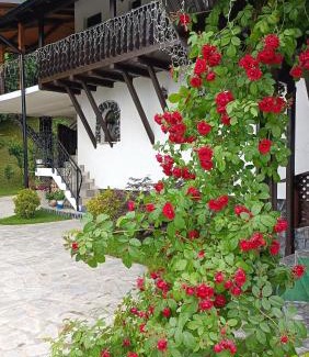 Paltinoasa House | CASA DINTRE PINI