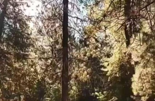 Kootenay Boundary House | Casa in the Forest - Christina Lake