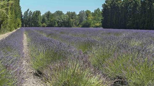 Saint-Saturnin-les-Avignon House | Casa Luma
