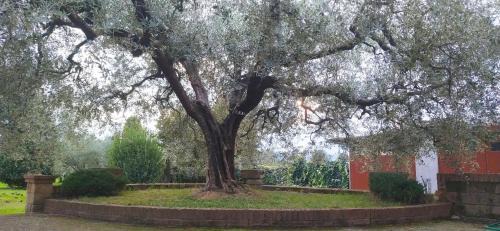 Chiesina Uzzanese House | Casolare L'Antico Olivo