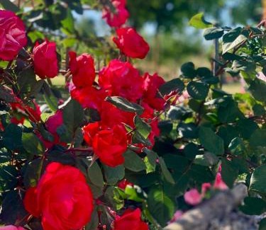 Laura Bed & Breakfast | Cento Giorni B&B Costa Paestum