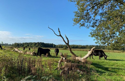 Wateren Other | Chalet met Veranda en whirlpool gelegen in NP Drents Friese Wold, camping met zwembad
