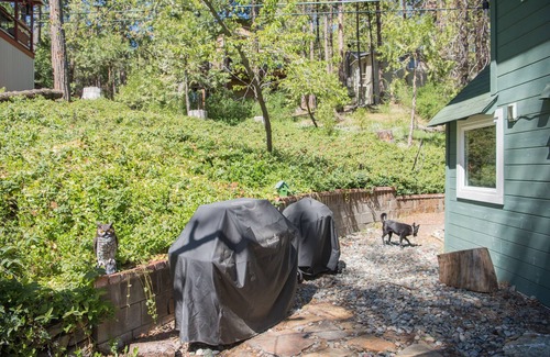 Twain Harte Cabin | Charming Cabin with Lake Membership Walkable to Town