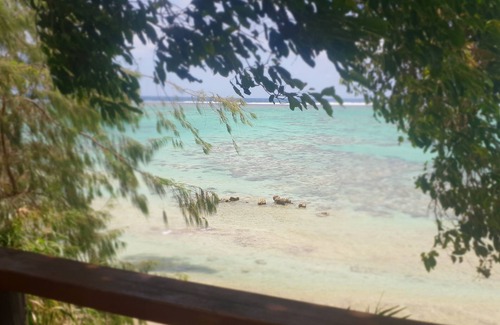 Tagaqe Villa | CHECK OUT BEACH VILLA FIJI my new PROPERTY just down the BEACH.