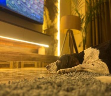 Mohali Apartment | Chobara707- Your Escape for Movies, Memories & Magic