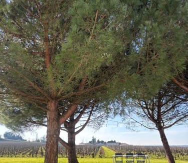 Saint-Emilion Bed & Breakfast | Clos des Jacobins (Grand Cru Classé)