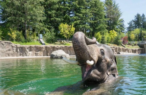 Tigard House | Comfort and Convenience! Indoor Pool and FREE Parking, Short Drive to Oregon Zoo