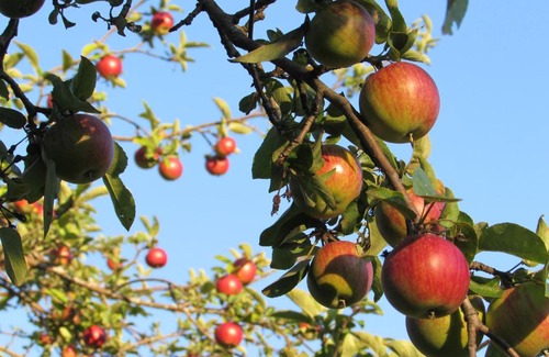 Cornwall Bed & Breakfast | Cornwall Orchards Bed & Breakfast
