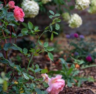 Titchfield House | Cosy Period Cottage in Titchfield Village