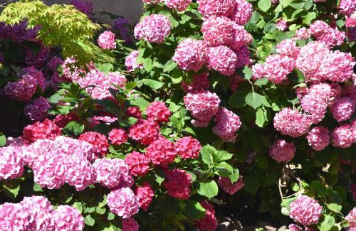 Riquewihr Bed & Breakfast | Cour de Dinzheim