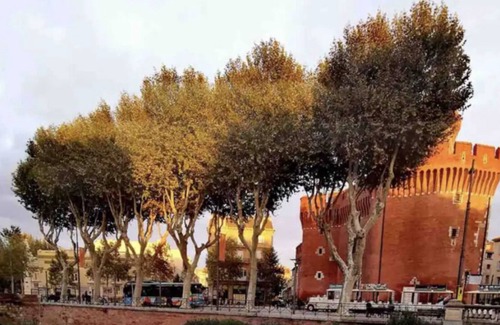 Les Platanes Apartment | Cozy studio in the heart of Perpignan