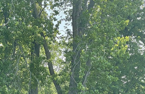 Enchanted Hills Cabin | Craftsman cottage with private pier and access to Lake Wawasee