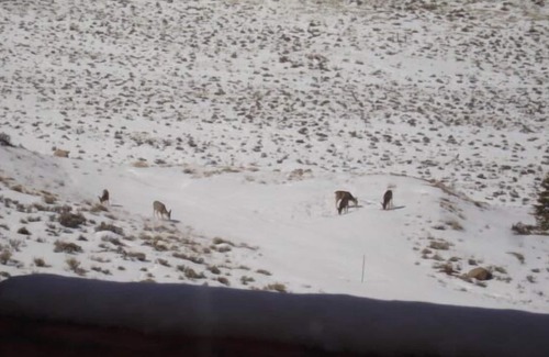 Twin Lakes Cabin | Crooked Finger Lodge located in the heart of Leadville athletic events