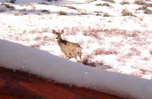 Twin Lakes Cabin | Crooked Finger Lodge located in the heart of Leadville athletic events