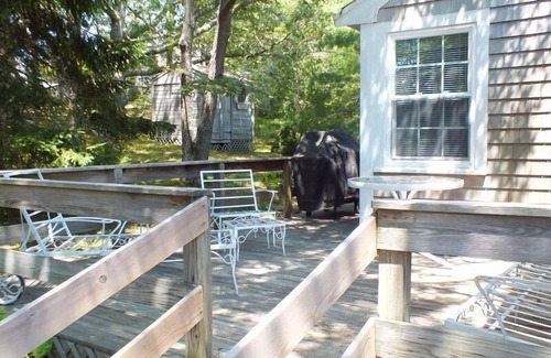 South Chatham House | Cute Cottage - Half Mile to Nantucket Sound! (1976)