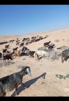 Tafilah Governorate Other | Dana to explore Bedouin life