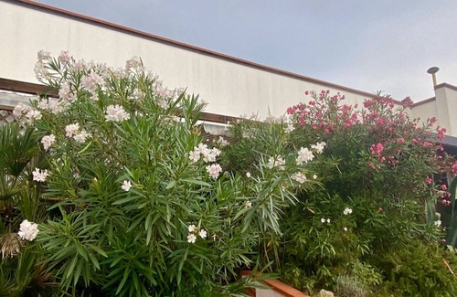 Lido delle Nazioni Apartment | Delphina House