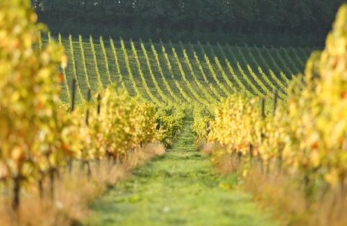 Dorking Hotel | Denbies Vineyard Hotel