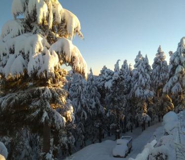 Chail House | Deodar hill top homestay