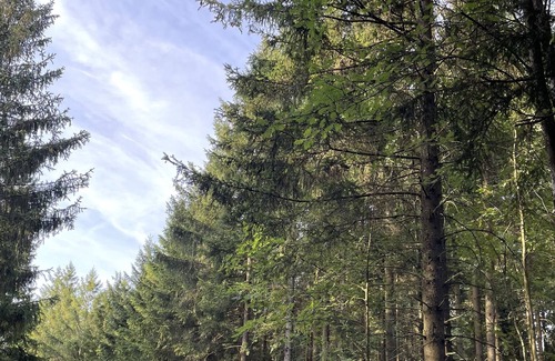 Dahlem Apartment | Designer apartment in the middle of nature in Dahlem