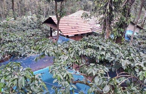 Madikeri Bed & Breakfast | Durf green