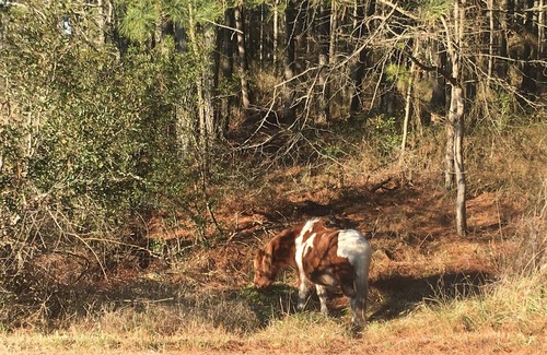 Chincoteague House | Enjoy all that Chincoteague has to offer! Bbb bbb.