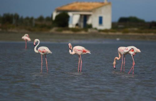 Port-Saint-Louis-du-Rhone Apartment | Escapade en Camargue