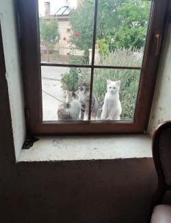 Mustafapasa Bed & Breakfast | Esens Stone House