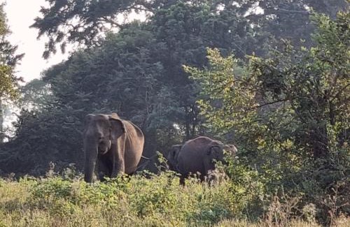 Wellawaya House | Ethili Lake view & Safari Camp