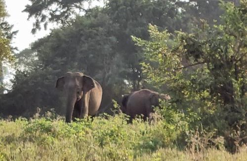 Wellawaya House | Ethili Lake view & Safari Camp
