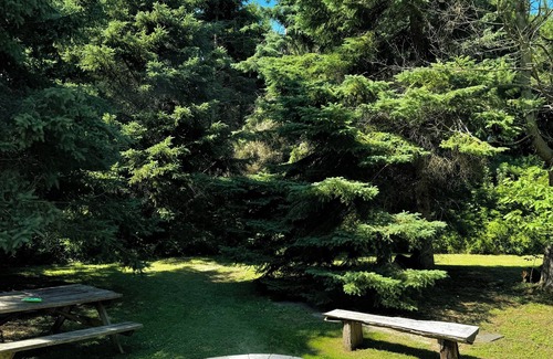Port Colborne RV Rental | Fallen Pine Forest