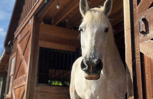 Scarborough Apartment | Farm Retreat at Royle Ridge, Relax and visit with Farm Animals!