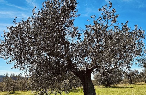 Piombino Other | Farmhouse 'Agricampeggio La Piaggia - Leccino' with Shared Garden, Wi-Fi and Air Conditioning