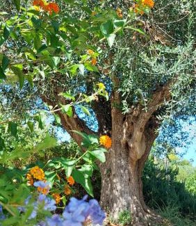 Sant'Elpidio a Mare Apartment | Fattoria Adriatica