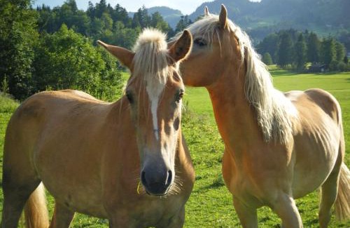 Aschau im Chiemgau Apartment | Ferienwohnungen Bergerhof