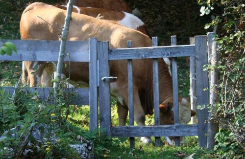 Aschau im Chiemgau Apartment | Ferienwohnungen Haus Waldwinkel