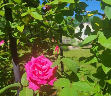 Quincy Apartment | Garden View