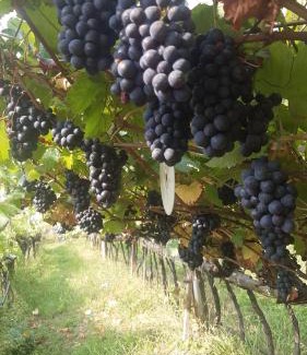 Silandro Bed & Breakfast | Garni Schuster