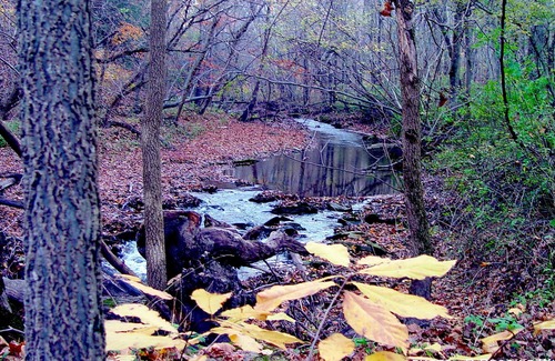 Bellmore House | Get-Away to Peace & Nature Heaven w/bubbling brook & Sugar Creek access.