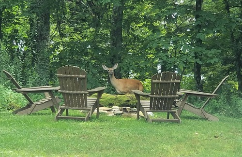 Newland Cabin | Gingercake Acres- Now with A/C! Next to Linville Gorge Wilderness. Dog friendly!