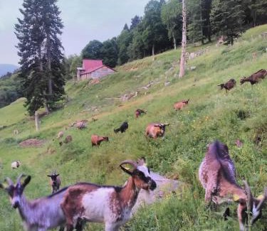 Metzeral Bed & Breakfast | Gite IM-BERG