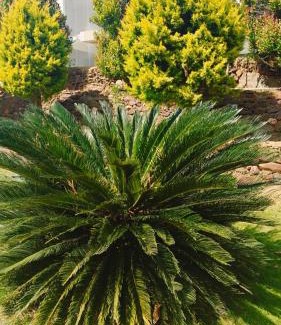 Tarikere Resort | Golden Hill Resort