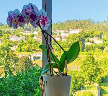 Pessegueiro do Vouga Apartment | Grandma´s House