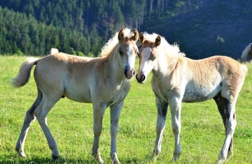 Meura Apartment | Haflinger Reiterhof Meura