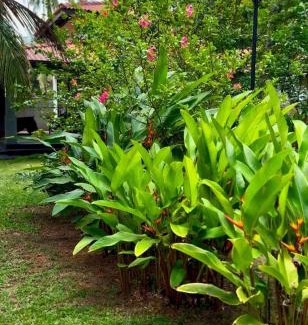 Hikkaduwa House | Harbor View Private Cottage Hikkaduwa