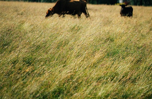 Grassmere House | Hilary Cabin Summary:
