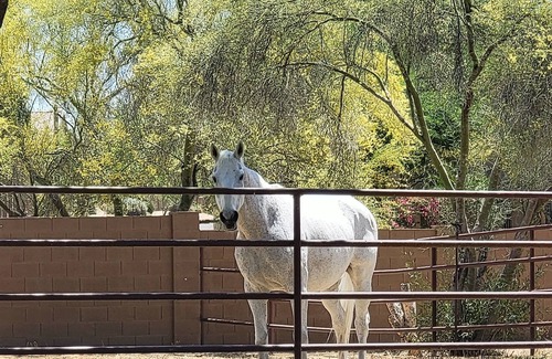 Pinnacle Peak House | Horse-Centric Home in North Scottsdale!