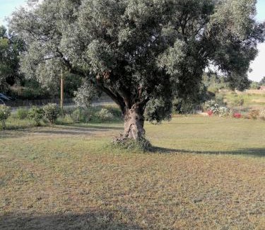 Siniscola House | I due Ulivi - strada per La Caletta