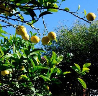Grottaglie Bed & Breakfast | Il Giardino